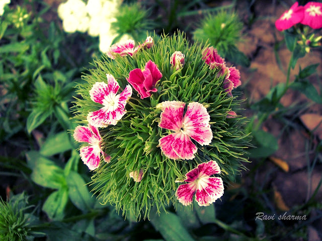 Flowers Photography