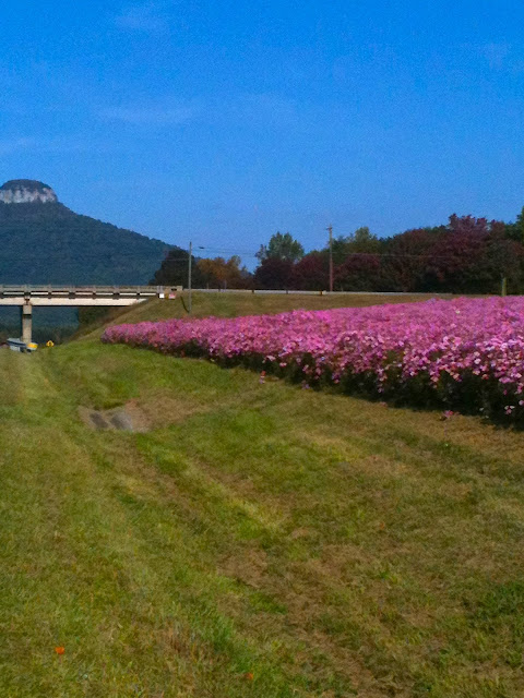 Beautiful wildflowers growing all along the interstate in North Carolina.