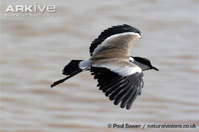 Spur winged Lapwing