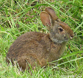 conejo del pantano Sylvilagus palustris