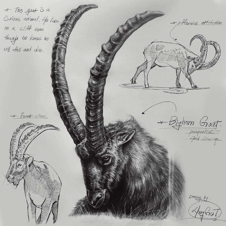 04-Bighorn-goat-Tutorial-Drawings-gidicrazy91-www-designstack-co
