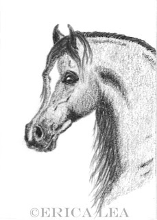 arabian horse drawing