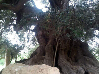 اكبر شجرة زيتون عمرها حوالي 2000 سنة 