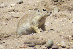 Roundtailed Ground Squirrels Spermophilus tereticaudus The Firefly
Forest