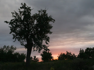 Sun disappearing behind my favourite tree