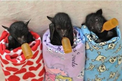 Blankets And Baby Bats Seen On www.coolpicturegallery.us