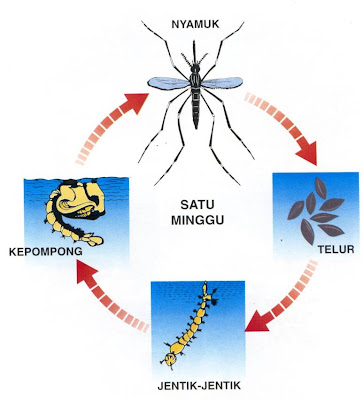 KAMPUNG GAGU: DENGGI