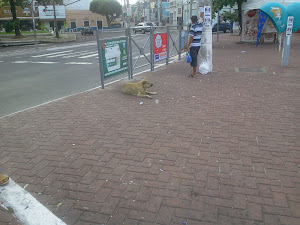 O bairro dos cachorros