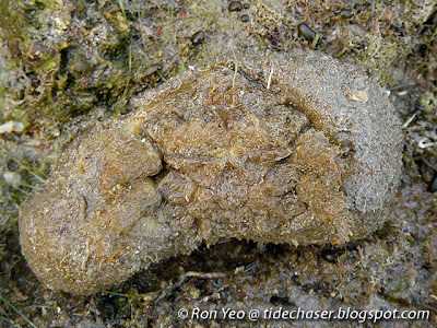 Hairy Sponge Crab (Lewindromia unidentata)