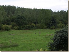 Ezelsweide