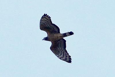 Oriental Honey-buzzard - local resident