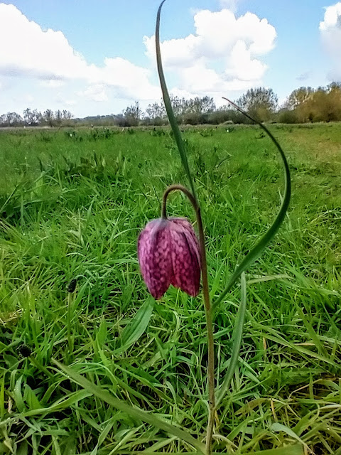 The fritillary's more common purple form