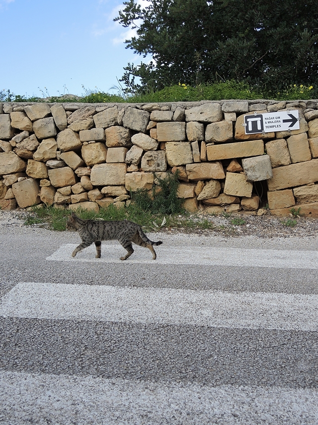 Malta: nog een laatste keer : katten!