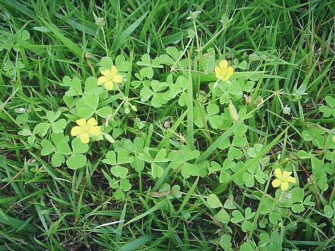 芝生に生える カタバミ クローバー類 に効く除草剤 Neophilia