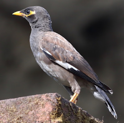 Common Myna