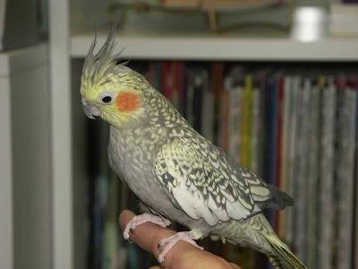 Cockatiel Bird Pictures