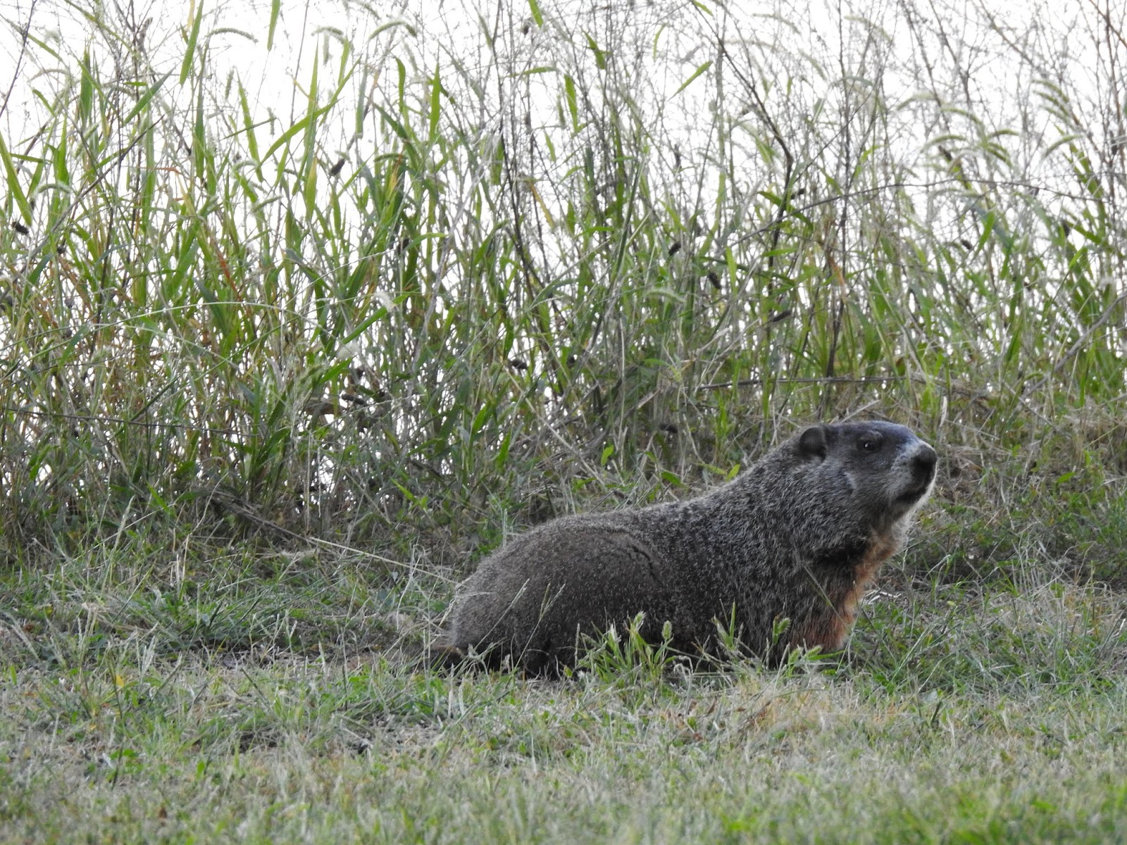 “Groundhog”