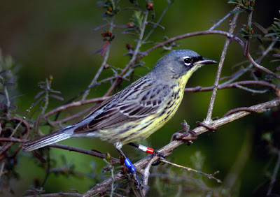 Kirtland’s Warblers