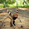 Brasilianische Wanderspinne Giftigste Spinne Der Welt - Vogelspinne (Brachypelma Smithi) Brasilien Foto & Bild ... : Die art gilt als eine der giftigsten spinnen der welt und ist für die meisten tödlichen spinnenbisse beim menschen verantwortlich.1.