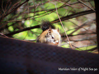 Idaho Squirrel