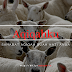 inilah daftar harga terbaru domba aqiqah dan kambing akikah di bandung, cimahi dan sekitarnya