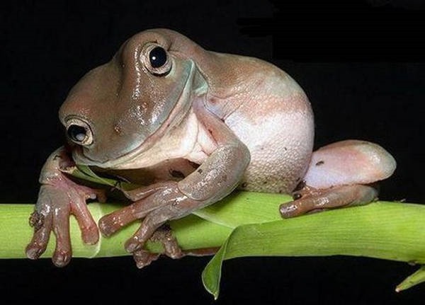 Animais mais fotogenicos que você 11