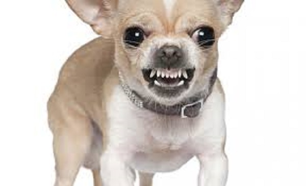 Perros Chihuahua, más que agresivos "seguros de sí mismos" (Medicina veterinaria y zootecnia)