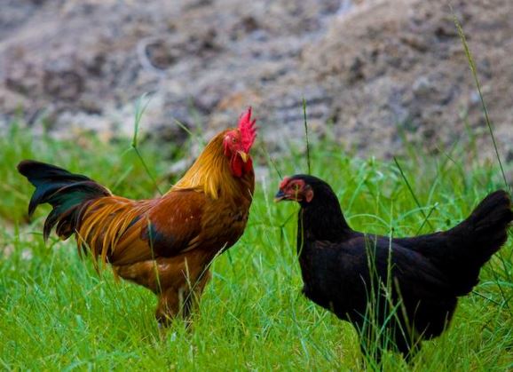 Cara ternak Ayam Kampung