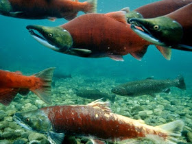 http://www.sciencealert.com/salmon-sperm-could-be-the-key-to-safer-rare-earth-element-production