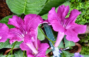 Flowers of Streptocarpus - Cape Primrose