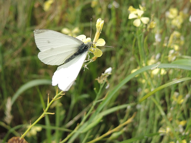 https://www.natuurenbos.be/ertbrugge