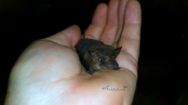 rehab microbat batsrule