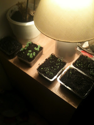 herb seedlings