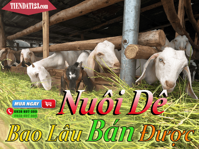 nuôi dê bao lâu thì bán được