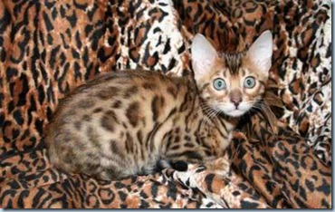 Bengal_Cat