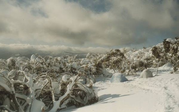 Fresh snow on the trail.