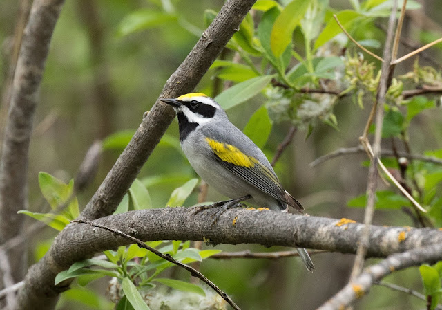 Golden-winged Warbler - Shumsky Road, Michigan, USA