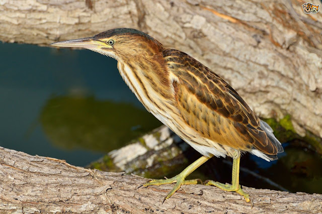 Birds Endangered