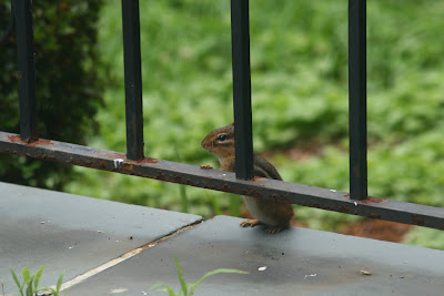 cute chipmunk