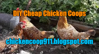 DIY Cheap Chicken Coops