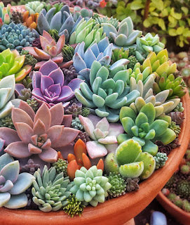 An arrangement of colourful succulents in terracotta pot