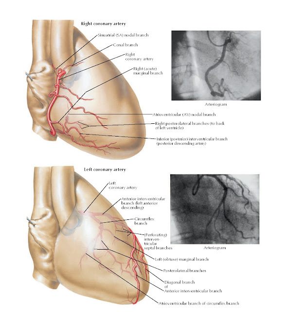 Coronary Arteries: Right Anterior Oblique Views with Arteriograms Anatomy