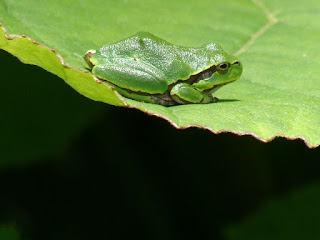 Hyla arborea DSC18670