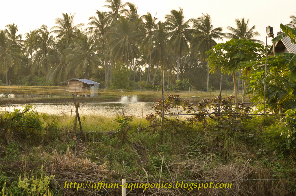  aeration wheels to ensure those prawn get ample supply of oxygen