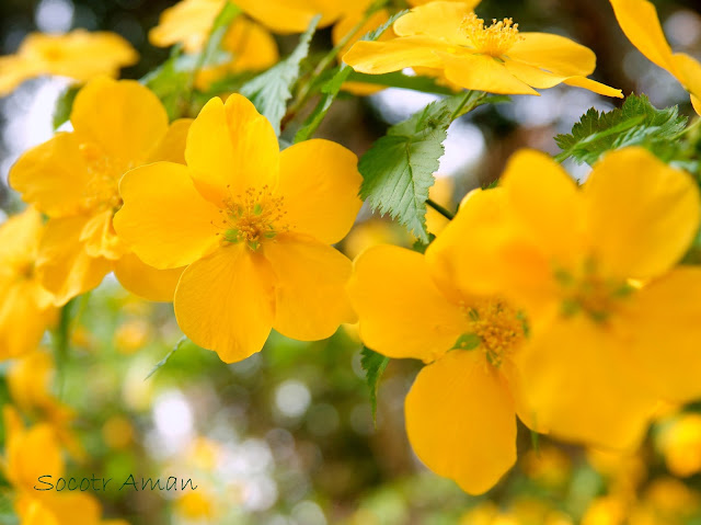 Kerria japonica