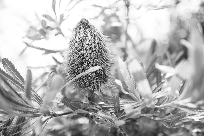 banksia bloom