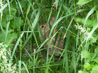 Rabbit hiding in grass