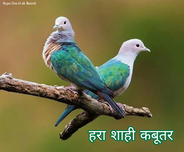 त्रिपुरा का राजकीय/राज्य पक्षी || State Bird Of Tripura ||  हरा शाही कबूतर (Green imperial pigeon)