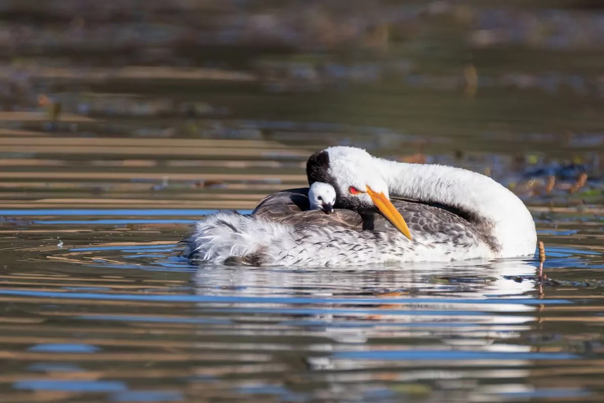 These Are The Winners Of The 2020 World Nature Photography Awards