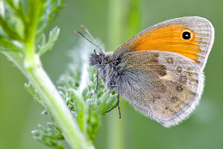 Para ampliar Coenonympha pamphilus (Linnaeus, 1758) Ninfa de Linneo,níspola hacer clic